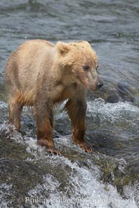 Brown bear spring cub, just a few months old, Ursus arctos, Brooks River, Katmai National Park, Alaska