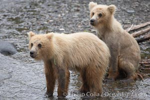 Brown bear spring cubs, just a few months old, Ursus arctos, Brooks River, Katmai National Park, Alaska
