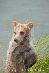 Brown bear spring cub, just a few months old, Ursus arctos, Brooks River, Katmai National Park, Alaska