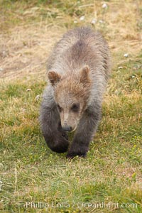 Brown bear spring cub, just a few months old, Ursus arctos, Brooks River, Katmai National Park, Alaska