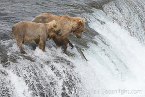 Brown bear cub learns to catch salmon by watching its mother, Brooks Falls, Ursus arctos, Brooks River, Katmai National Park, Alaska