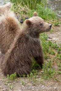 Brown bear spring cub, just a few months old, Ursus arctos, Brooks River, Katmai National Park, Alaska