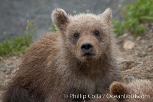 Brown bear spring cub, just a few months old, Ursus arctos, Brooks River, Katmai National Park, Alaska