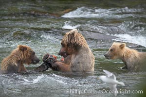 Brown bear mother feeds two of her three cubs a salmon she just caught in the Brooks River, Ursus arctos, Katmai National Park, Alaska