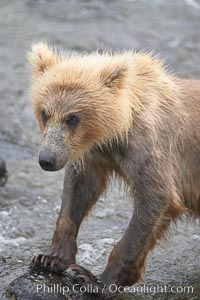 Brown bear spring cub, just a few months old, Ursus arctos, Brooks River, Katmai National Park, Alaska