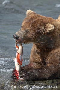 A brown bear eats a salmon it has caught in the Brooks River, Ursus arctos, Katmai National Park, Alaska