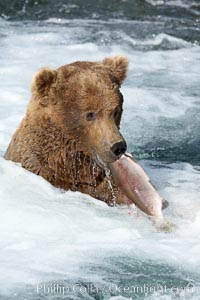 A brown bear eats a salmon it has caught in the Brooks River, Ursus arctos, Katmai National Park, Alaska