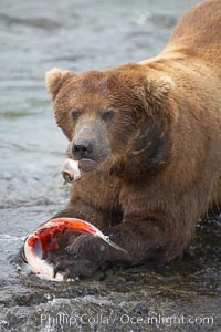 A brown bear eats a salmon it has caught in the Brooks River, Ursus arctos, Katmai National Park, Alaska