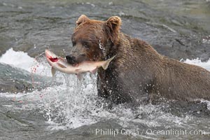 A brown bear eats a salmon it has caught in the Brooks River, Ursus arctos, Katmai National Park, Alaska