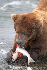 A brown bear eats a salmon it has caught in the Brooks River, Ursus arctos, Katmai National Park, Alaska