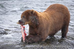 A brown bear eats a salmon it has caught in the Brooks River, Ursus arctos, Katmai National Park, Alaska