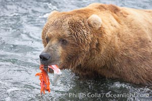 A brown bear eats a salmon it has caught in the Brooks River, Ursus arctos, Katmai National Park, Alaska