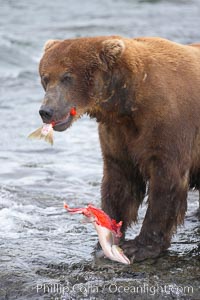 A brown bear eats a salmon it has caught in the Brooks River, Ursus arctos, Katmai National Park, Alaska