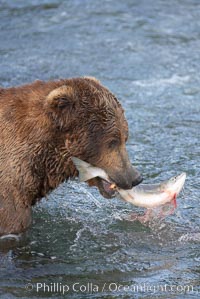 A brown bear eats a salmon it has caught in the Brooks River, Ursus arctos, Katmai National Park, Alaska