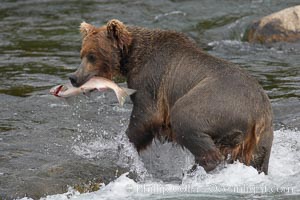 A brown bear eats a salmon it has caught in the Brooks River, Ursus arctos, Katmai National Park, Alaska