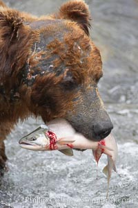 A brown bear eats a salmon it has caught in the Brooks River, Ursus arctos, Katmai National Park, Alaska