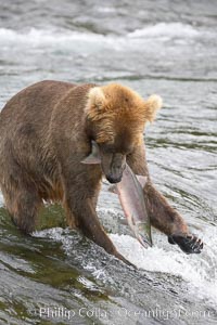 A brown bear eats a salmon it has caught in the Brooks River, Ursus arctos, Katmai National Park, Alaska