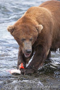 A brown bear eats a salmon it has caught in the Brooks River, Ursus arctos, Katmai National Park, Alaska