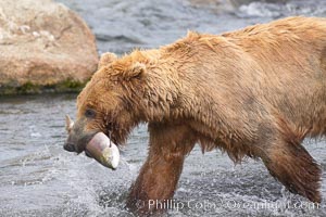 A brown bear eats a salmon it has caught in the Brooks River, Ursus arctos, Katmai National Park, Alaska