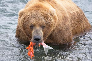 A brown bear eats a salmon it has caught in the Brooks River, Ursus arctos, Katmai National Park, Alaska