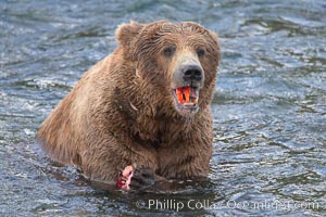 A brown bear eats a salmon it has caught in the Brooks River, Ursus arctos, Katmai National Park, Alaska