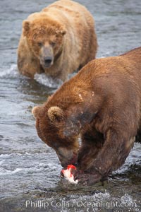 A brown bear eats a salmon it has caught in the Brooks River, Ursus arctos, Katmai National Park, Alaska