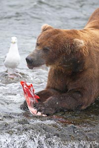 A brown bear eats a salmon it has caught in the Brooks River, Ursus arctos, Katmai National Park, Alaska