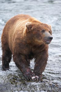 A brown bear eats a salmon it has caught in the Brooks River, Ursus arctos, Katmai National Park, Alaska