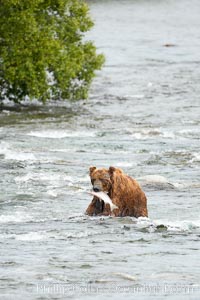 A brown bear eats a salmon it has caught in the Brooks River, Ursus arctos, Katmai National Park, Alaska