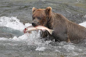 A brown bear eats a salmon it has caught in the Brooks River, Ursus arctos, Katmai National Park, Alaska