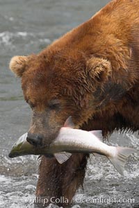 A brown bear eats a salmon it has caught in the Brooks River, Ursus arctos, Katmai National Park, Alaska