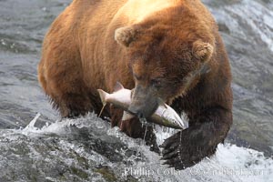 A brown bear eats a salmon it has caught in the Brooks River, Ursus arctos, Katmai National Park, Alaska