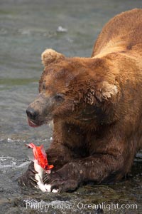 A brown bear eats a salmon it has caught in the Brooks River, Ursus arctos, Katmai National Park, Alaska