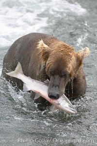 A brown bear eats a salmon it has caught in the Brooks River, Ursus arctos, Katmai National Park, Alaska