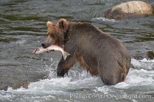 A brown bear eats a salmon it has caught in the Brooks River, Ursus arctos, Katmai National Park, Alaska