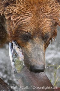 A brown bear eats a salmon it has caught in the Brooks River, Ursus arctos, Katmai National Park, Alaska