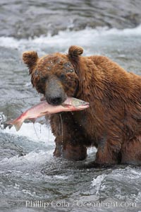 A brown bear eats a salmon it has caught in the Brooks River, Ursus arctos, Katmai National Park, Alaska