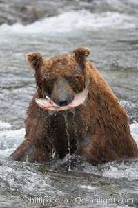 A brown bear eats a salmon it has caught in the Brooks River, Ursus arctos, Katmai National Park, Alaska