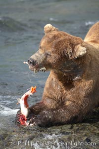 A brown bear eats a salmon it has caught in the Brooks River, Ursus arctos, Katmai National Park, Alaska