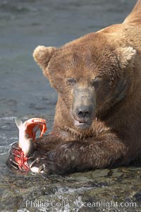 A brown bear eats a salmon it has caught in the Brooks River, Ursus arctos, Katmai National Park, Alaska