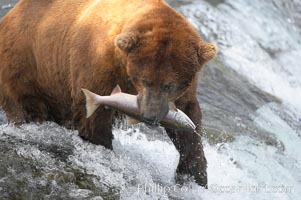 A brown bear eats a salmon it has caught in the Brooks River, Ursus arctos, Katmai National Park, Alaska
