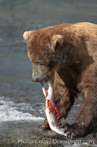 A brown bear eats a salmon it has caught in the Brooks River, Ursus arctos, Katmai National Park, Alaska