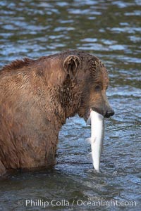 A brown bear eats a salmon it has caught in the Brooks River, Ursus arctos, Katmai National Park, Alaska