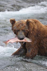 A brown bear eats a salmon it has caught in the Brooks River, Ursus arctos, Katmai National Park, Alaska