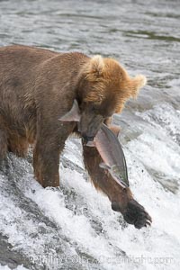 A brown bear eats a salmon it has caught in the Brooks River, Ursus arctos, Katmai National Park, Alaska