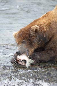 A brown bear eats a salmon it has caught in the Brooks River, Ursus arctos, Katmai National Park, Alaska