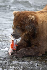 A brown bear eats a salmon it has caught in the Brooks River, Ursus arctos, Katmai National Park, Alaska