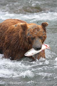 A brown bear eats a salmon it has caught in the Brooks River, Ursus arctos, Katmai National Park, Alaska