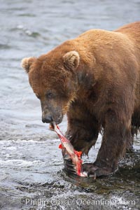 A brown bear eats a salmon it has caught in the Brooks River, Ursus arctos, Katmai National Park, Alaska