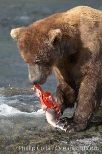 A brown bear eats a salmon it has caught in the Brooks River, Ursus arctos, Katmai National Park, Alaska